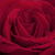 Rouge - Rosiers hybrides de thé - Ingrid Bergman™